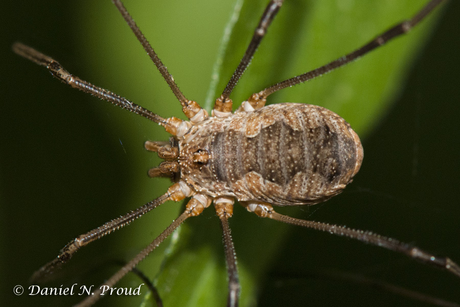 Harvestman The Biology Of Opiliones Pictures